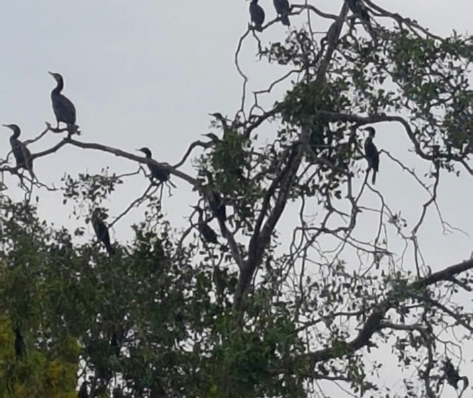 Mawella Bird Sanctuary Bird Watching景点图片
