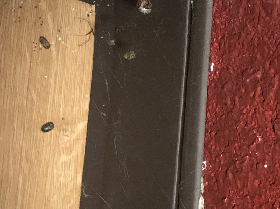 Red Roof Inn Dayton - Fairborn / Nutter Center主图