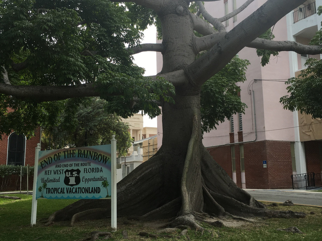 The Kapok Tree景点图片
