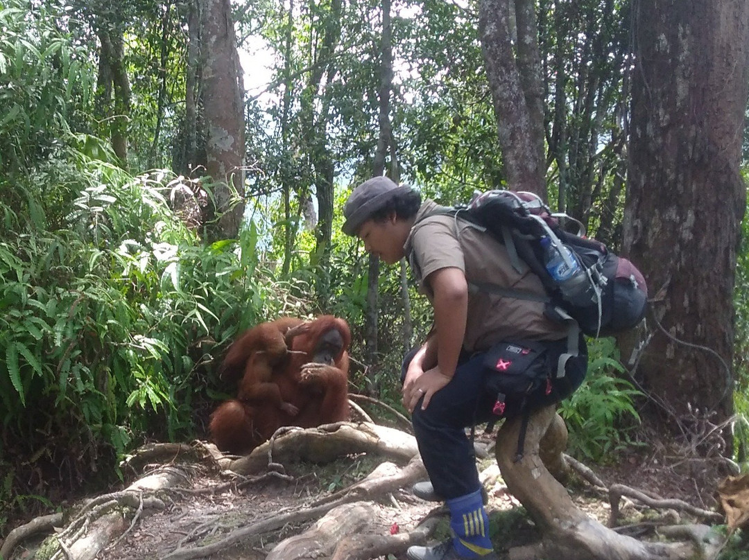 Bukit Lawang Gateway-武吉拉旺必去景点
