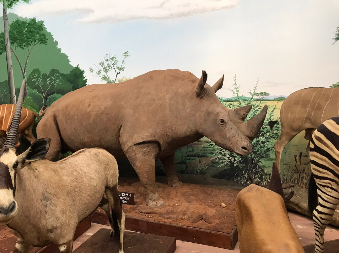 Shiga Safari Museum-甲贺市必去景点