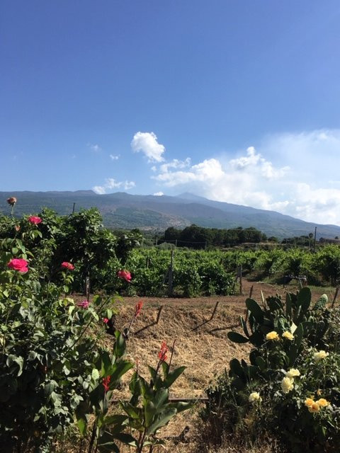 Tenuta delle Terre Nere Azienda Vinicola景点图片