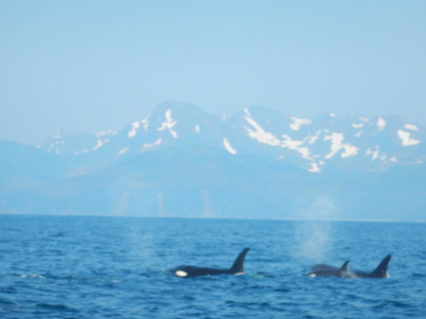 Alaskan Adventures Unlimited-瓦尔迪兹必去景点