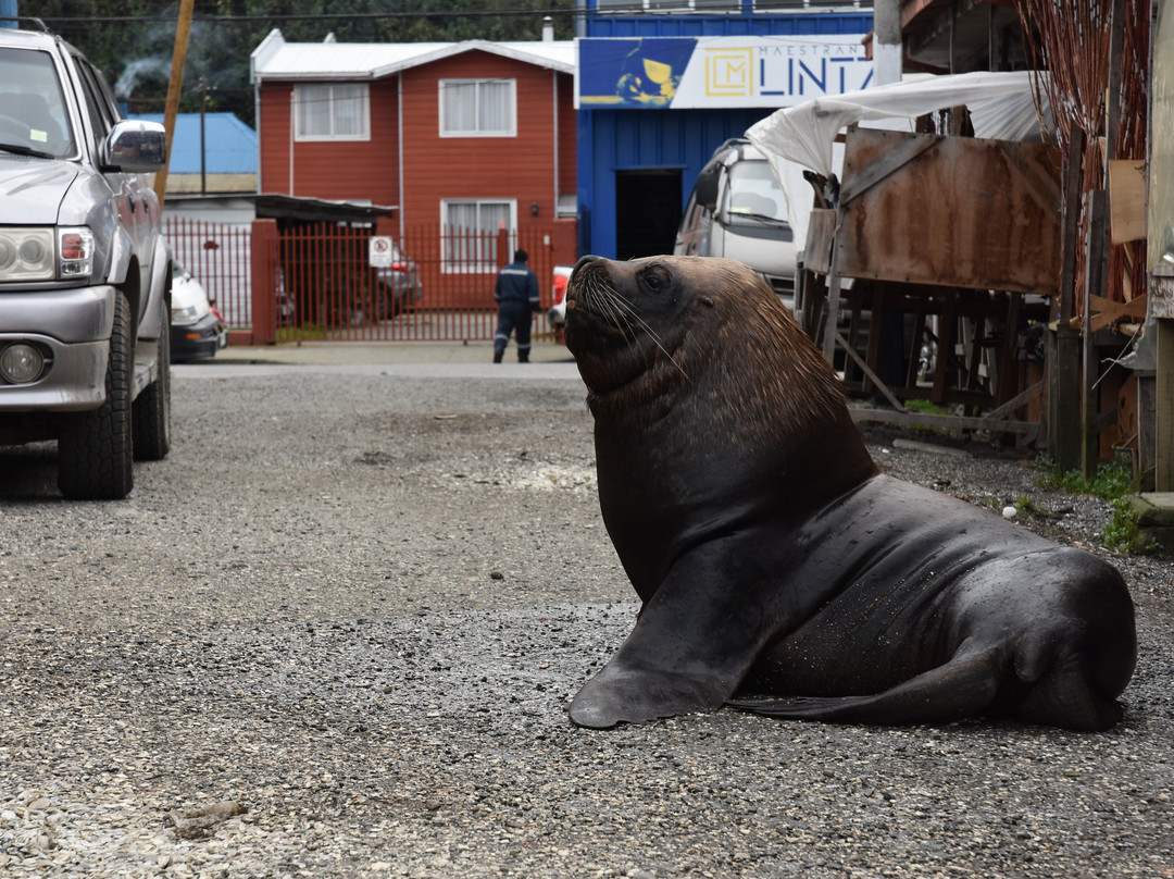 Mercado Municipal Lillo-Castro必去景点