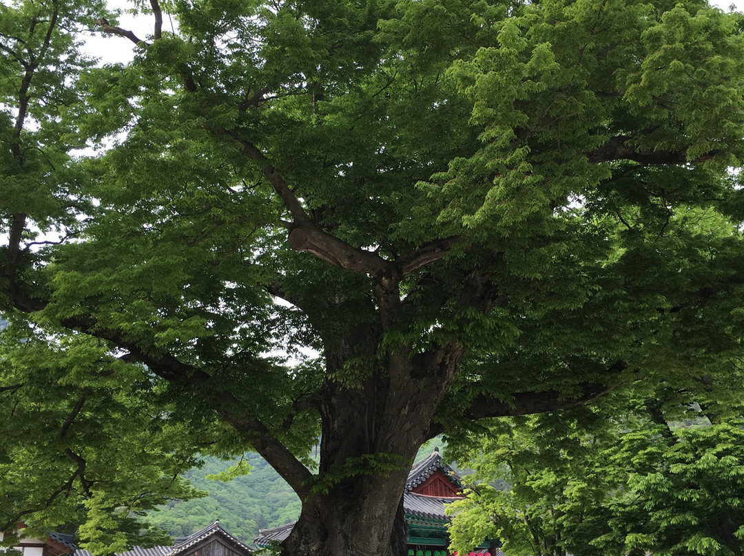 Naesosa Temple景点图片