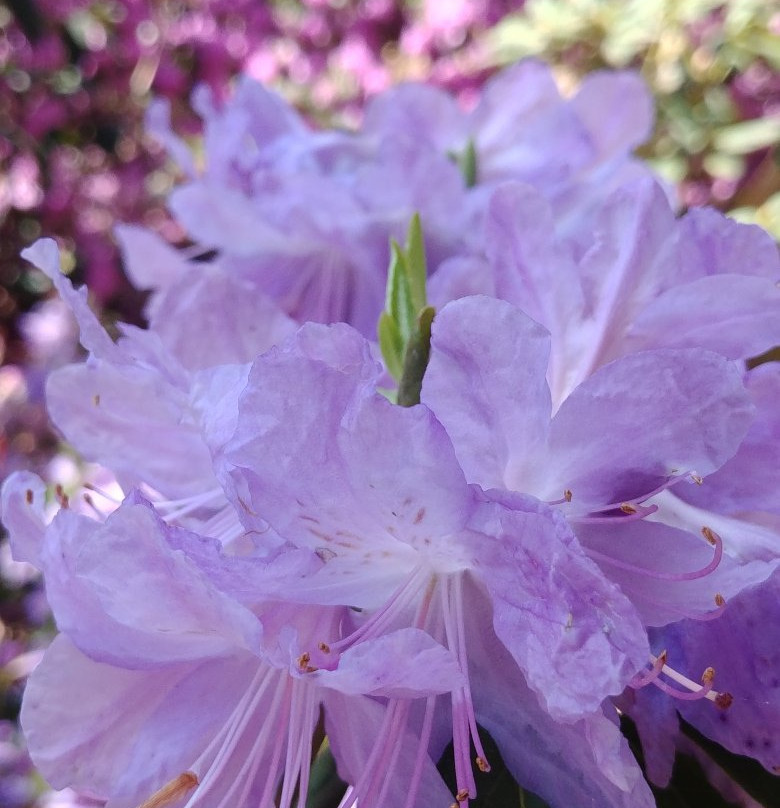 Brueckner Rhododendron Gardens-米西索加必去景点