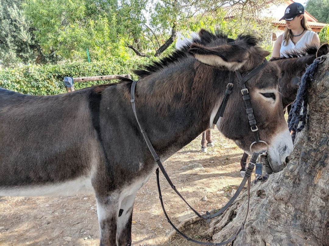Donkey Trekking Kefalonia景点图片
