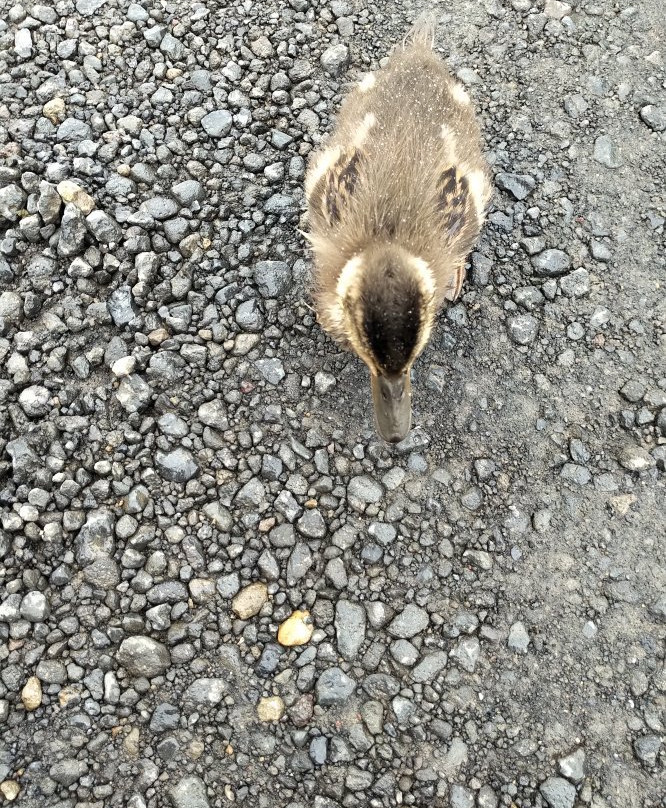 Sigurgeirs Bird Museum-雷克雅里德必去景点
