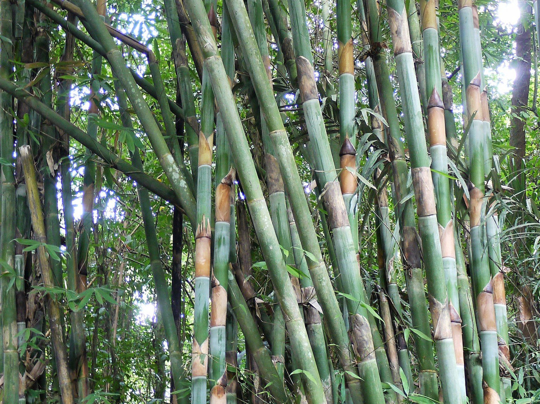 Penglipuran Bamboo Forest景点图片