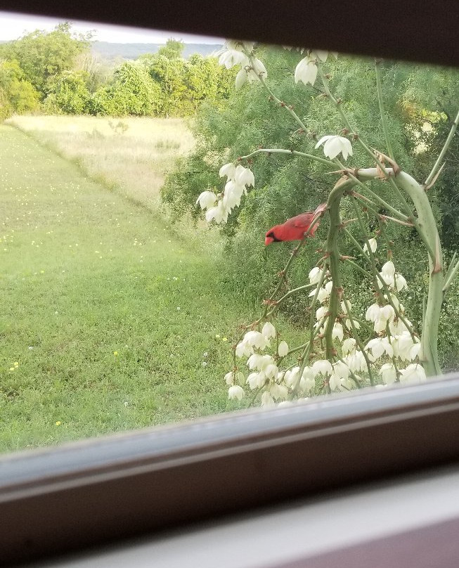 The Lazy T B and B主图