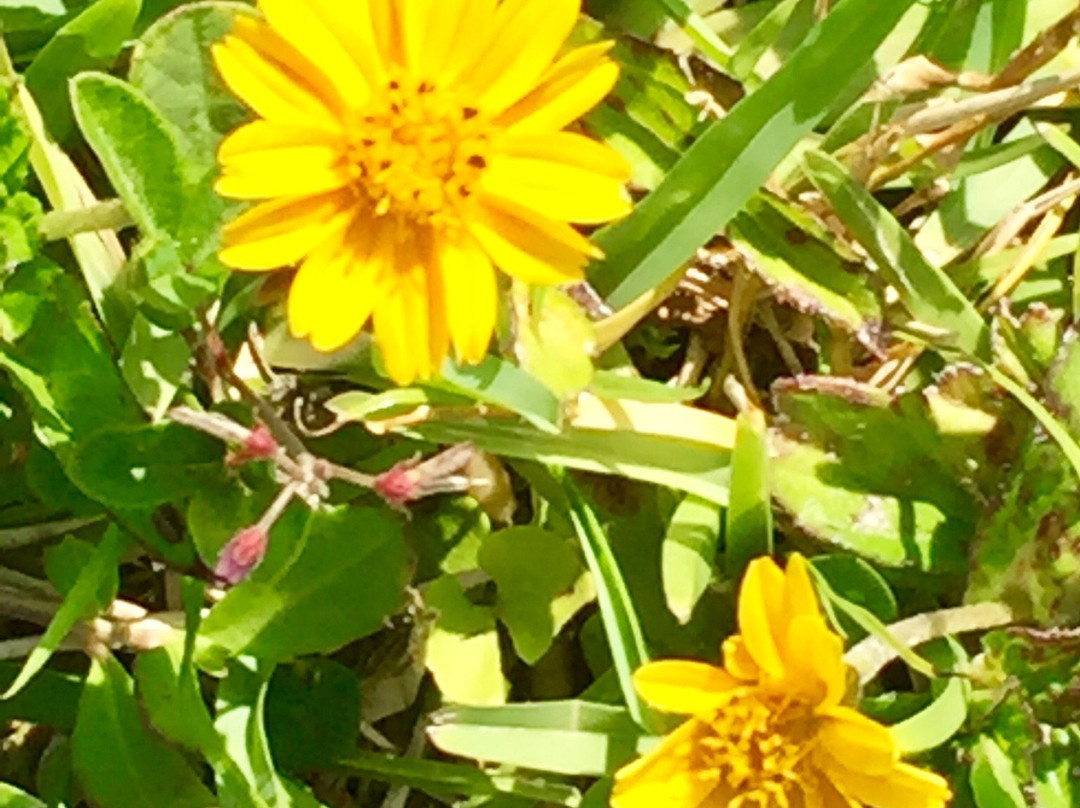 Ballard Park-墨尔本必去景点