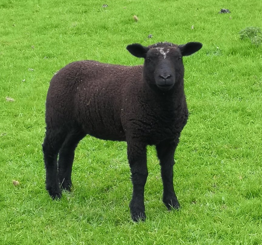 Redmire Force-Redmire必去景点