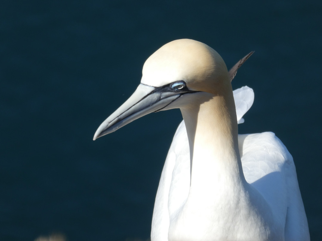 RSPB Troup Head Nature Reserve-Macduff必去景点