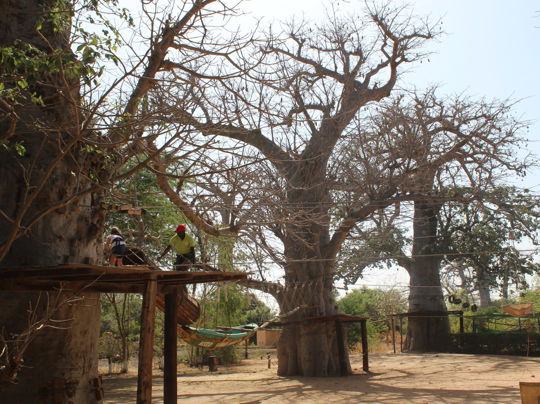 Accrobaobab Adventure景点图片