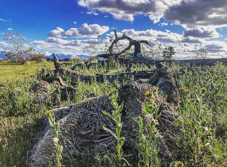 Butte Valley Wildflower Sanctuary-兰开斯特必去景点