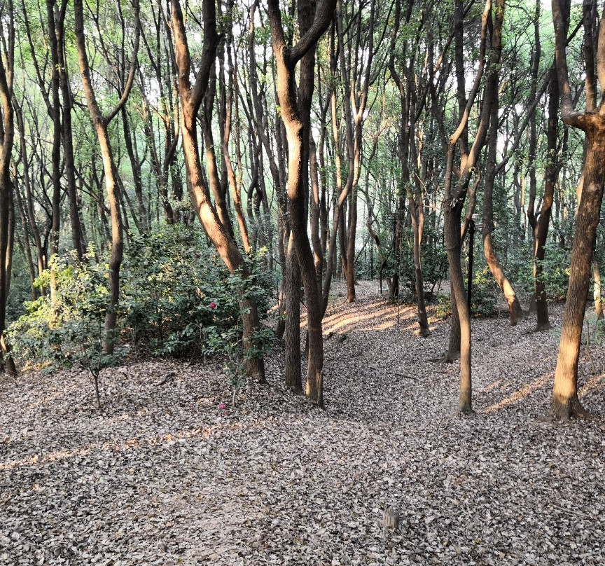 赭山公园-芜湖必去景点