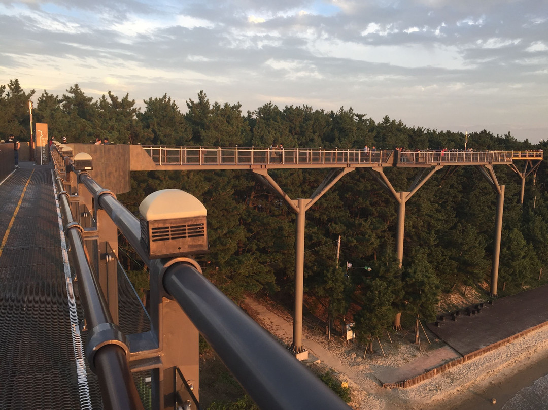 Janghang Skywalk-舒川郡必去景点