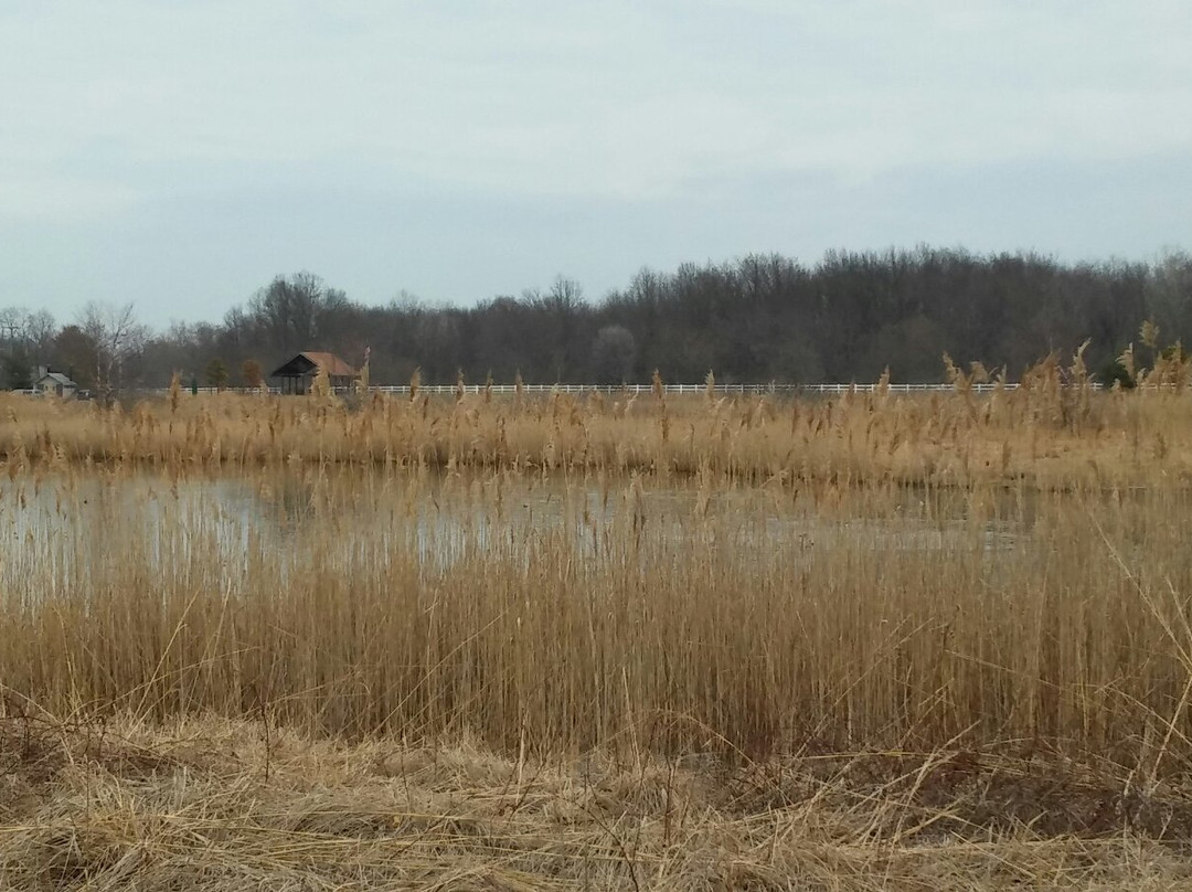 Striebel Pond-密歇根城必去景点