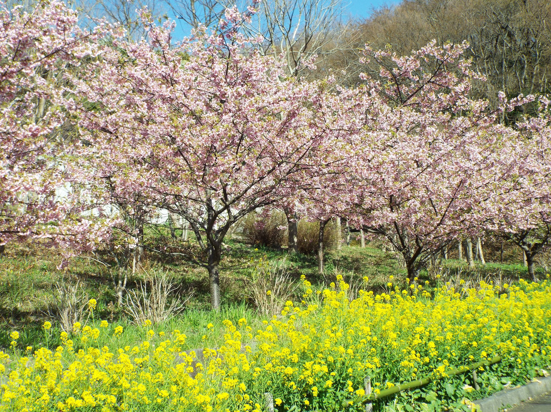 Oiso Sports Park景点图片