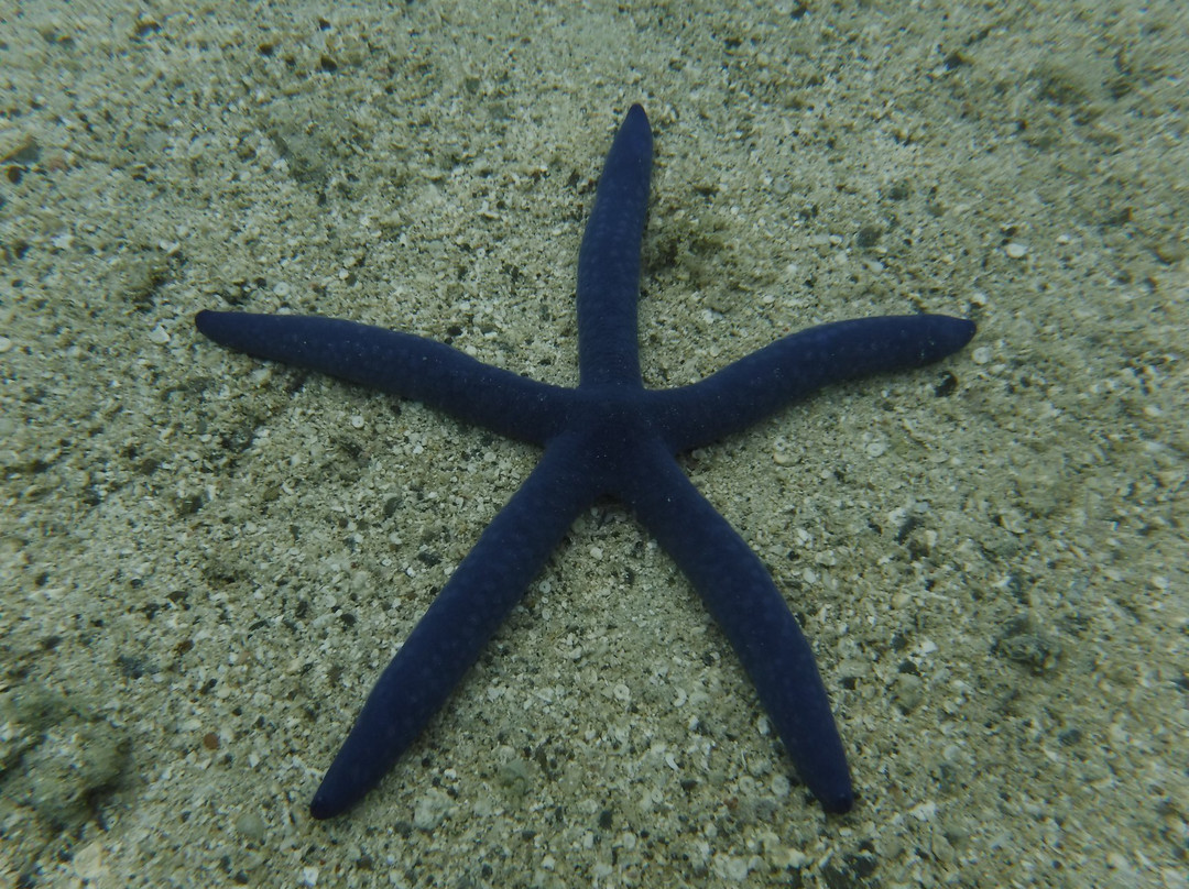 椰林海滨别墅主图