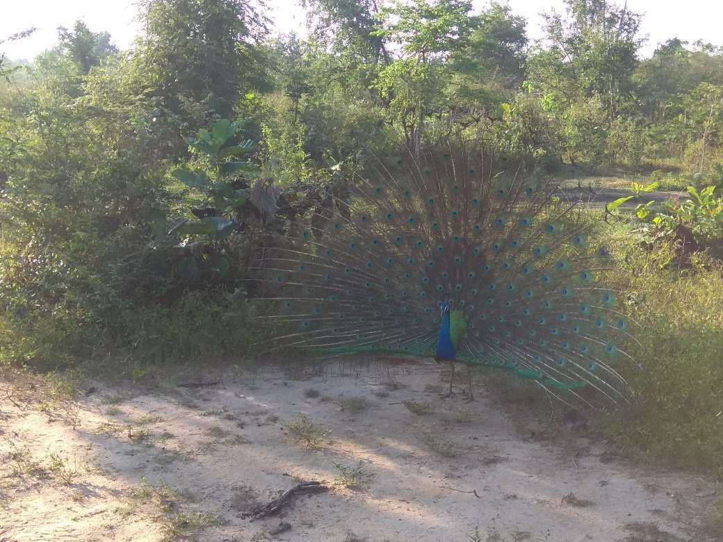 Ceylon Nature Tours景点图片