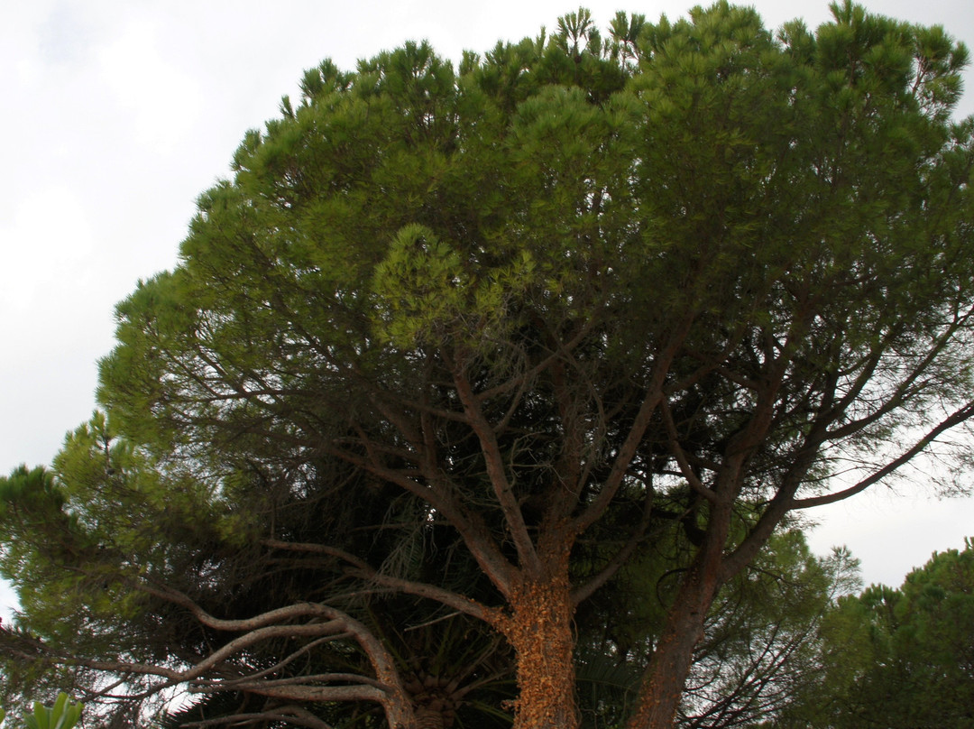 Park Nezavisnosti-赫尔采格诺维必去景点