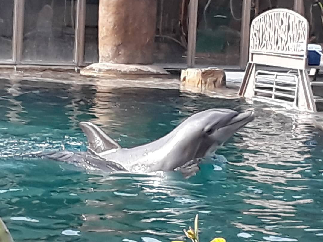 Dolphinaris Arizona景点图片