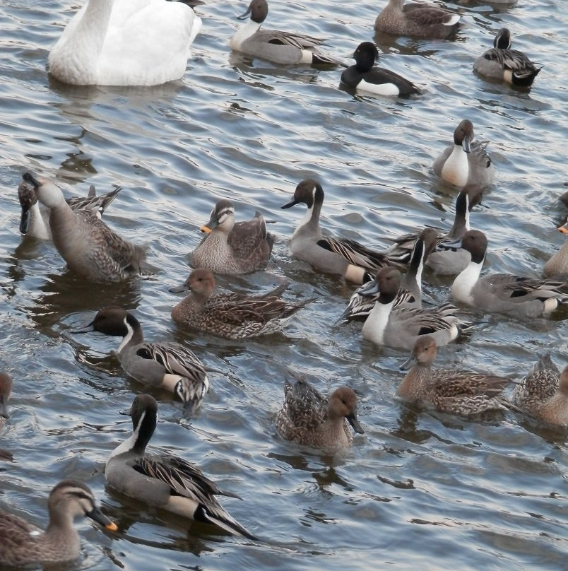 Handa Swamp-太田原市必去景点