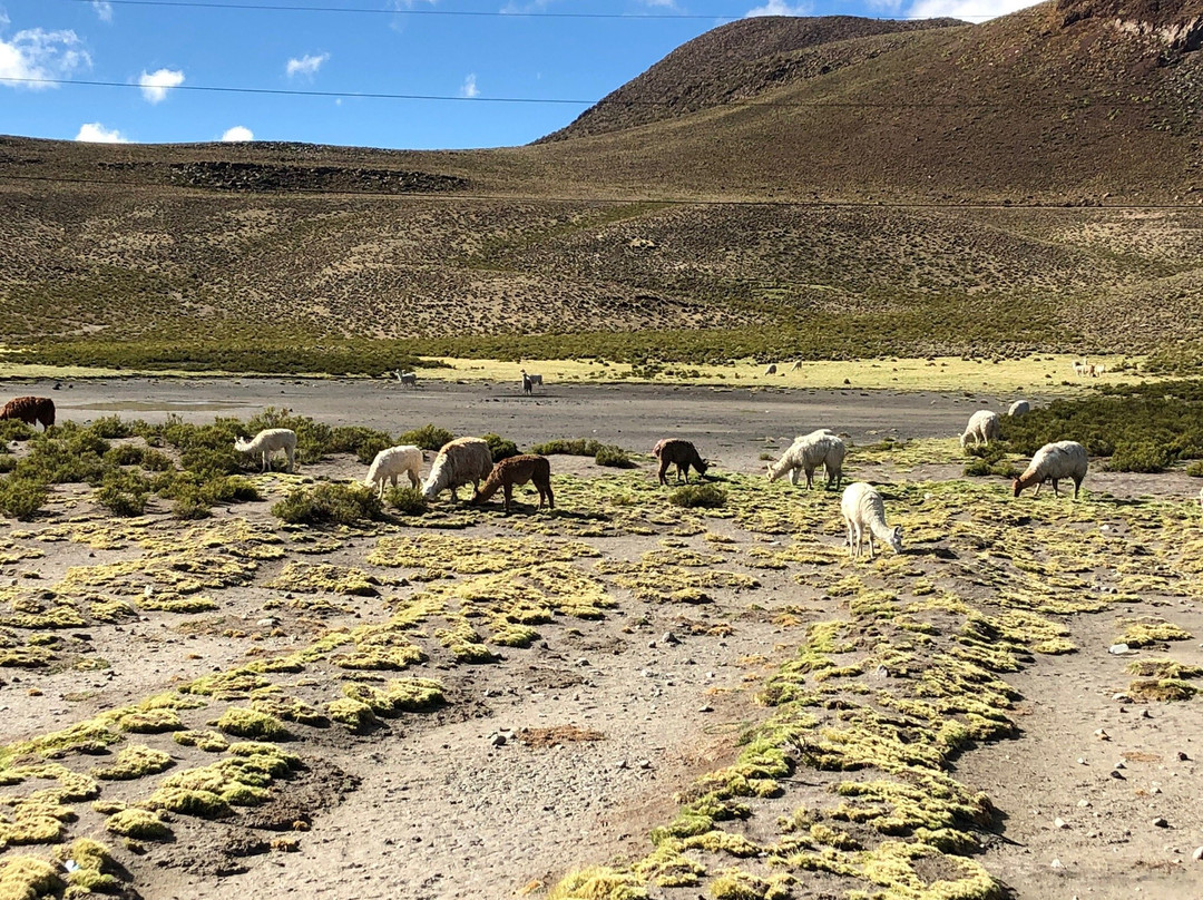 Parinacota Volcano-Putre必去景点