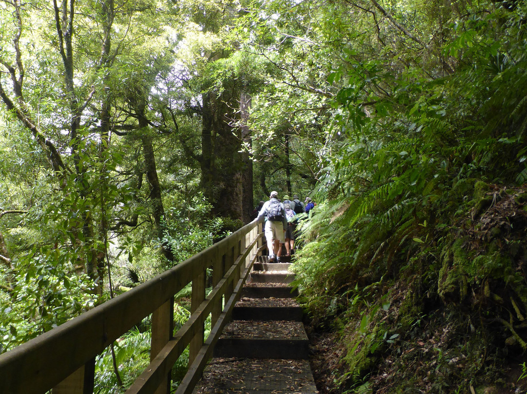 Rapurapu Kauri Track-怀卡托地区必去景点