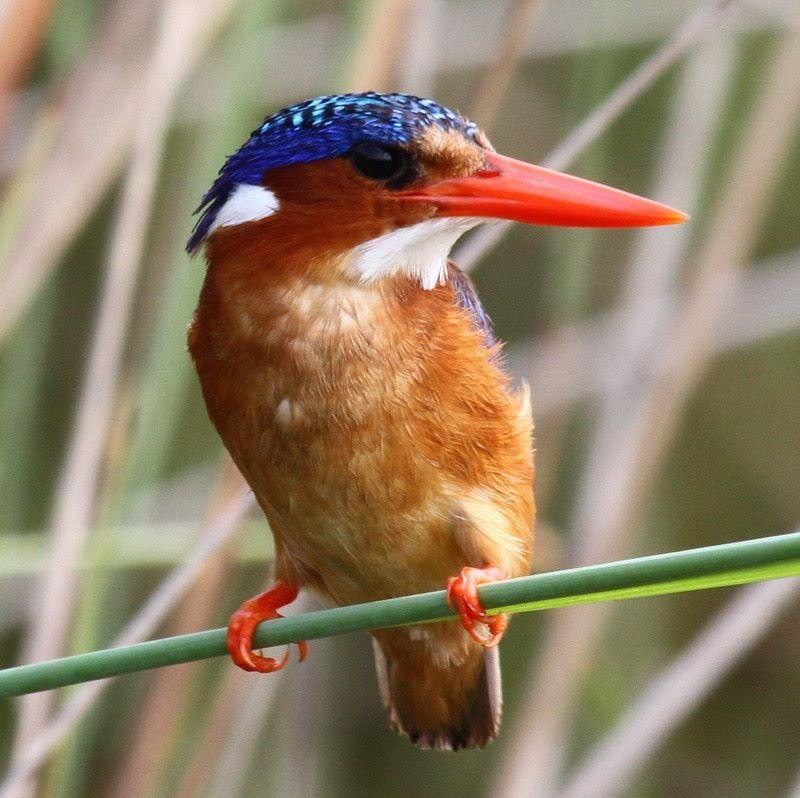 Escape Adventure Tours Ltd-金贾必去景点