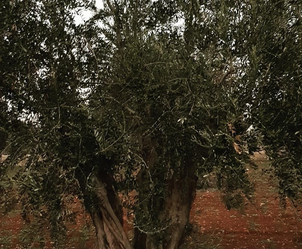 Seyh Mansur Turbesi景点图片