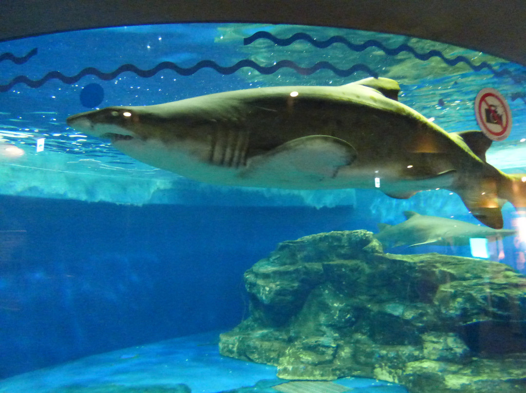 品川水族馆景点图片