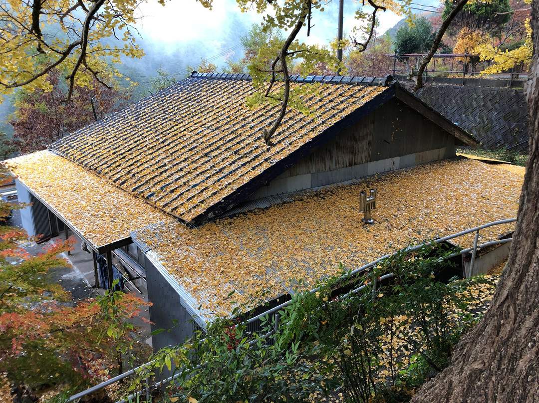 Fukusada no Oicho (Big Maidenhair Tree)景点图片