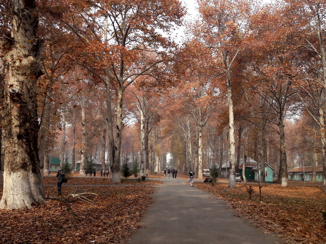 Nasim Bagh-斯利那加必去景点