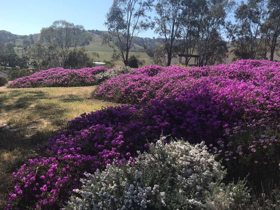 Lyndoch Lavender Farm景点图片