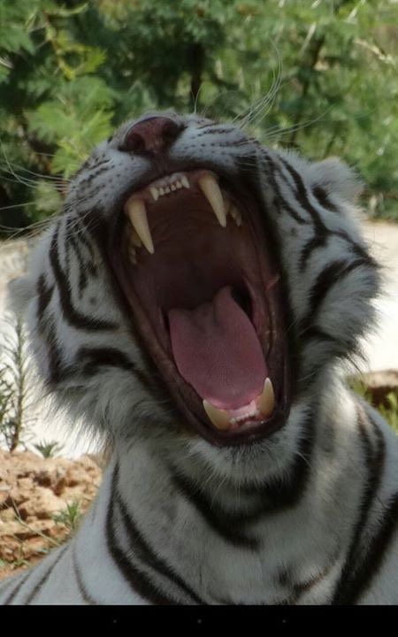 Marakele Animal Sanctuary-塔巴珍比必去景点