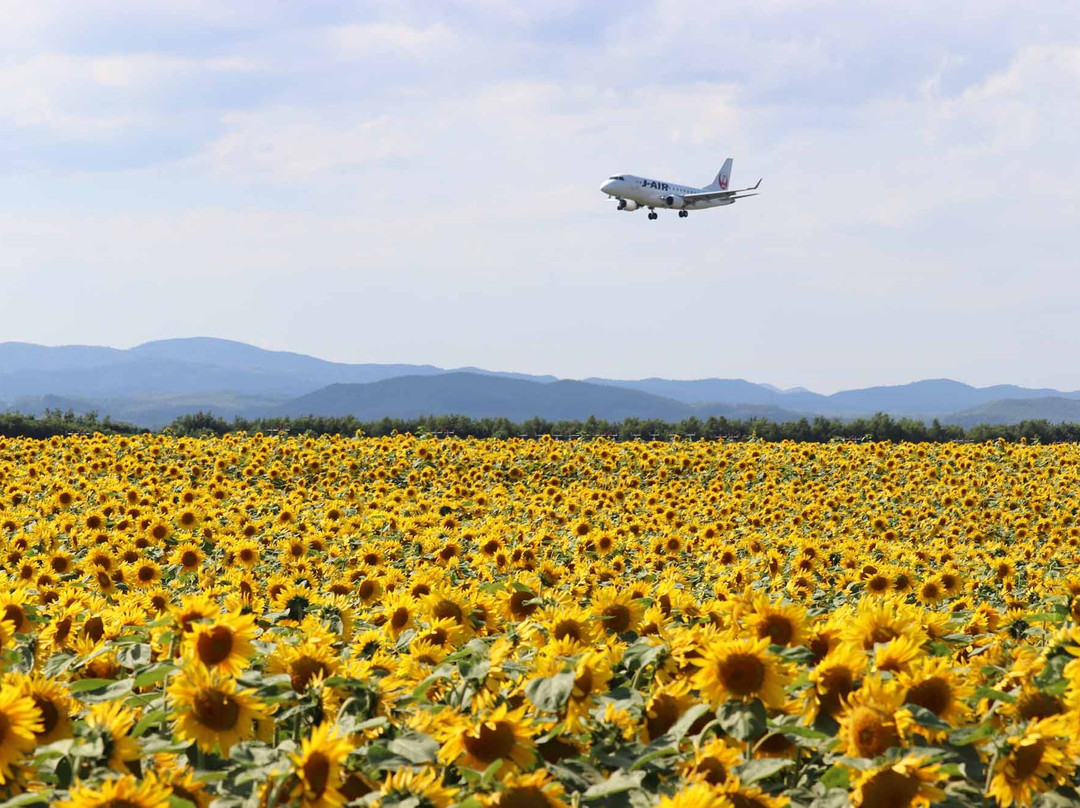 大空町 向日葵花田景点图片