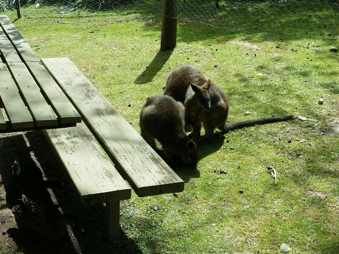 Humbug Scrub Wildlife Sanctuary景点图片