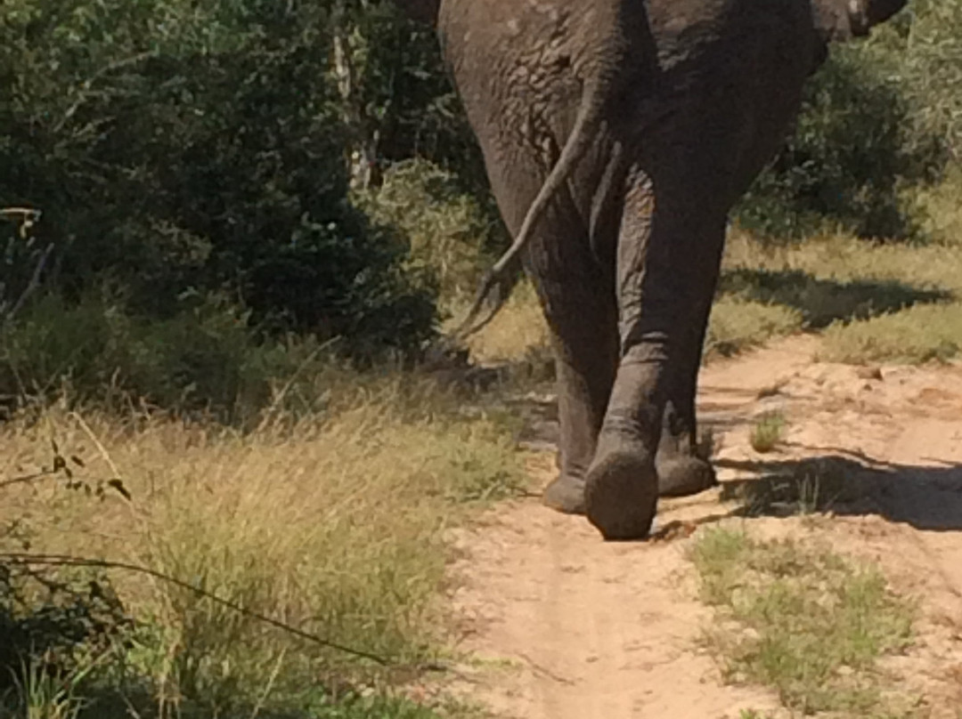Tembe Elephant Park景点图片