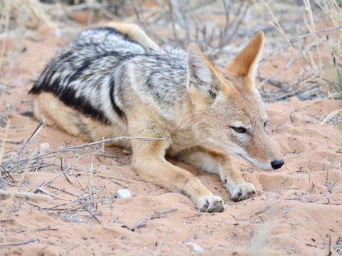 Kalahari Tented Camp主图