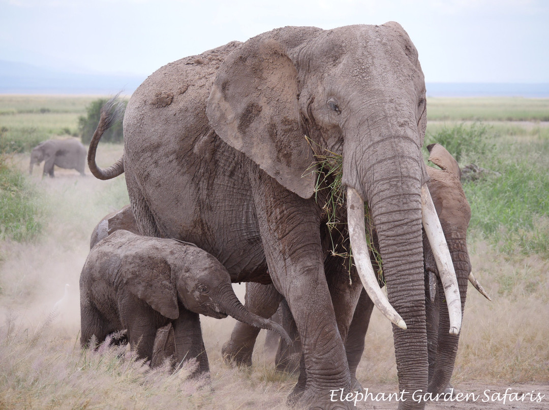 Elephant Garden Safaris景点图片