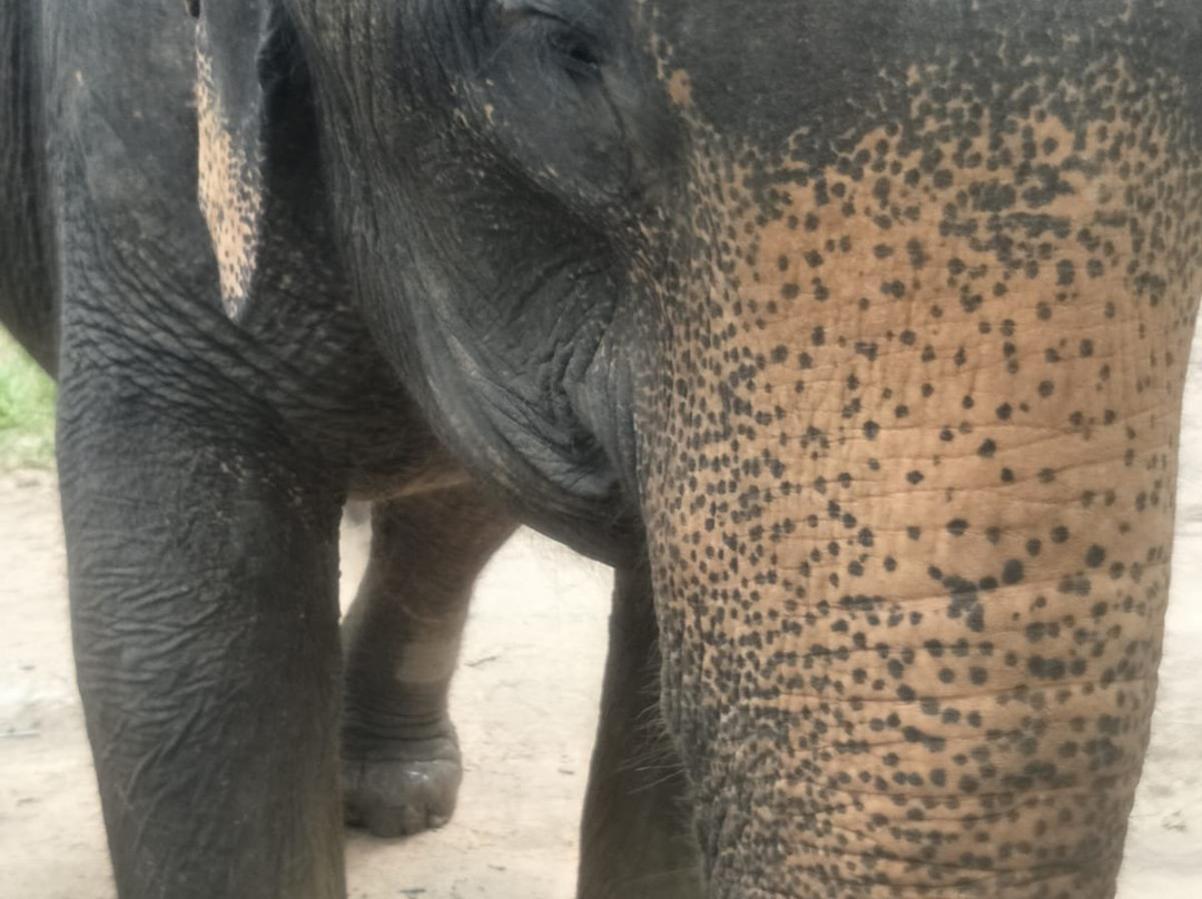 Krabi Elephant House Sanctuary景点图片