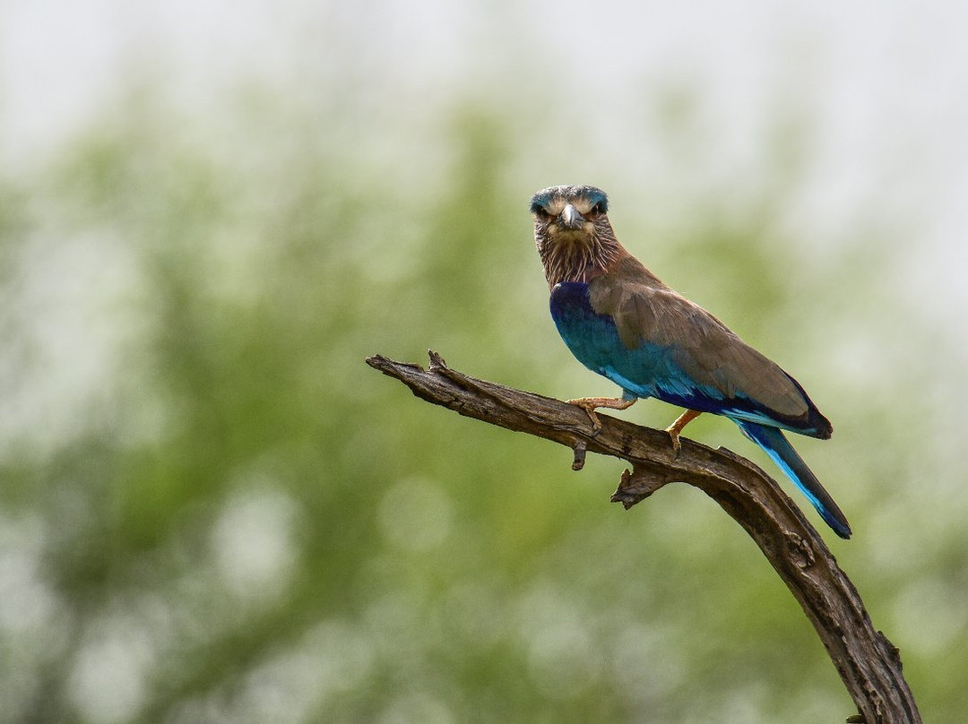 Vettangudi Bird Sanctuary景点图片