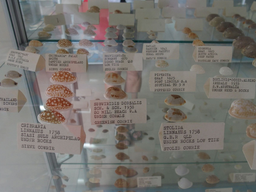 Corfu Shell Museum-科孚必去景点