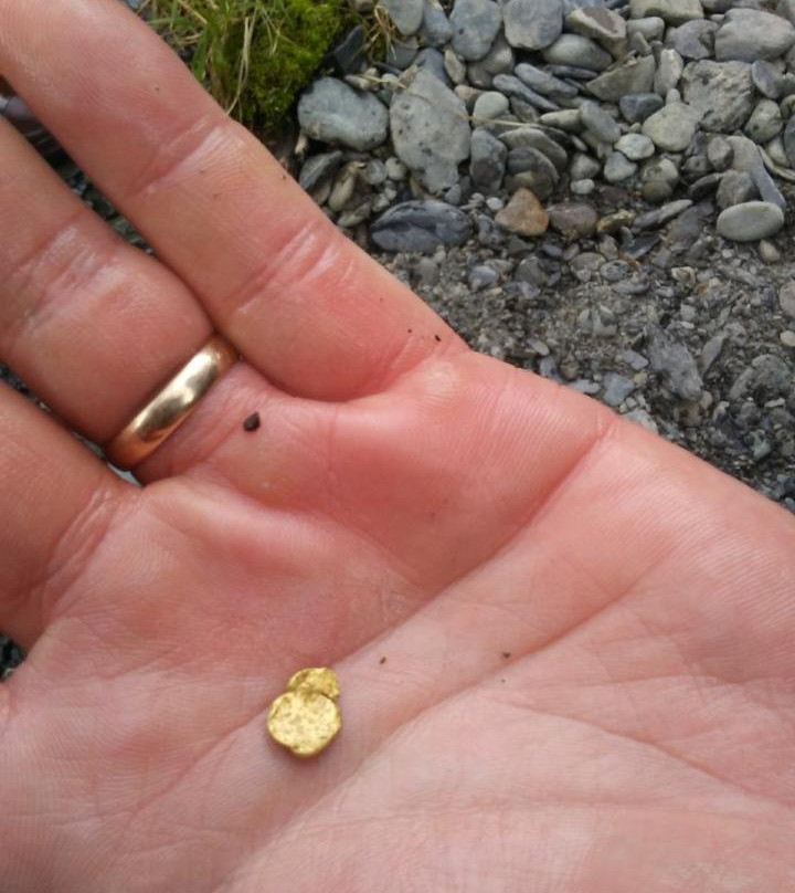 Alaska Gold Panning with Prospector John景点图片