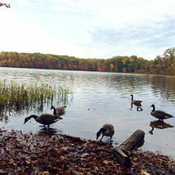 Burke Lake Park景点图片