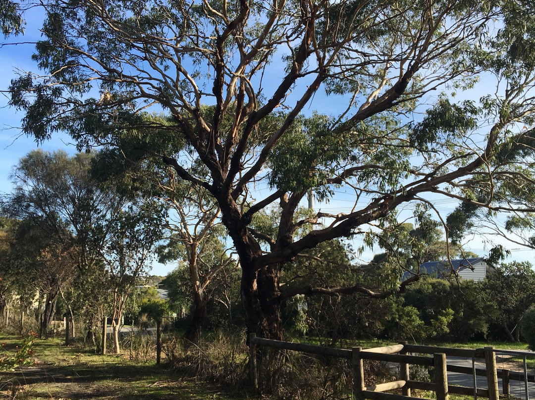 Fairbairn Bushland Reserve景点图片