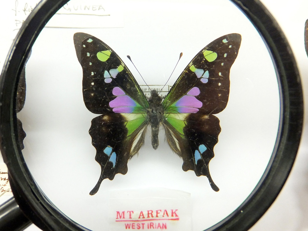 Arthropoda - Butterfly Museum景点图片