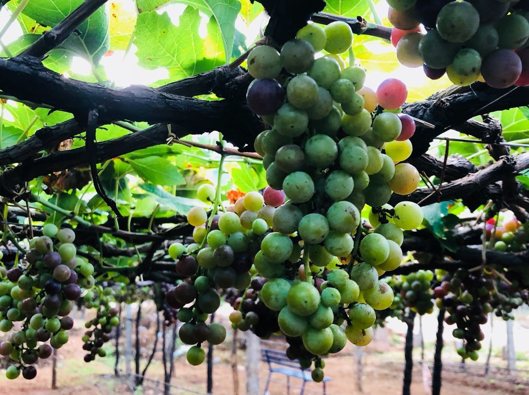 Jenis Grapes-Cumbum必去景点